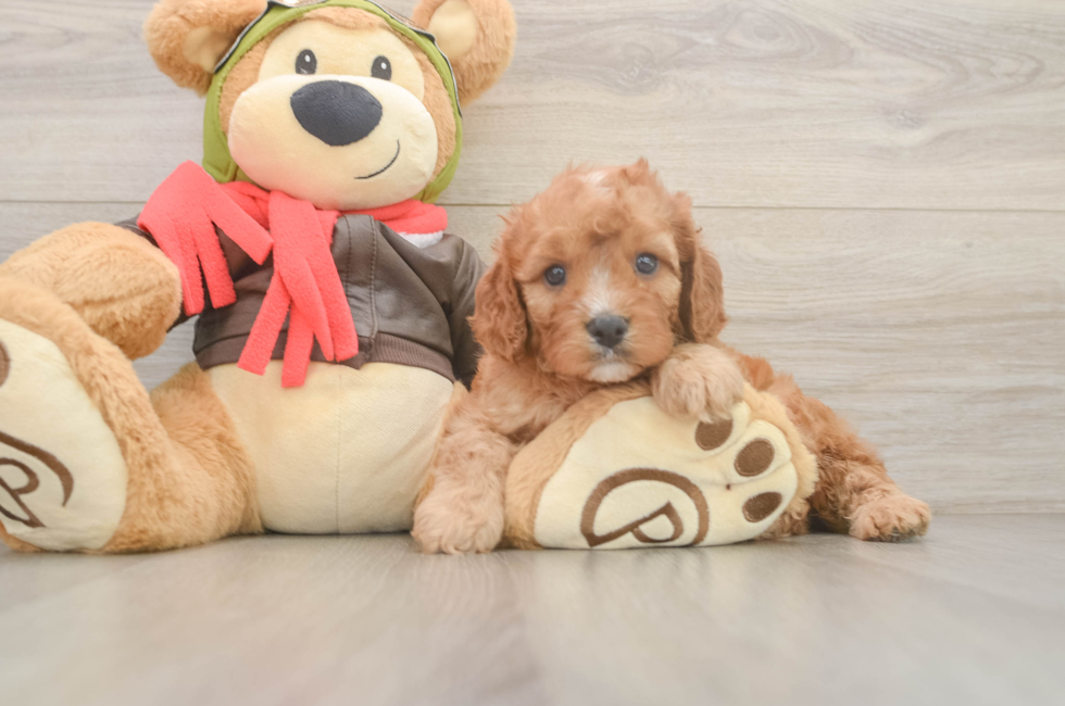 5 week old Cavapoo Puppy For Sale - Puppy Love PR