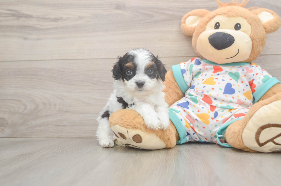 5 week old Cavapoo Puppy For Sale - Puppy Love PR