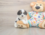 8 week old Cavapoo Puppy For Sale - Puppy Love PR 8 week old Cavapoo Puppy For Sale - Puppy Love PR