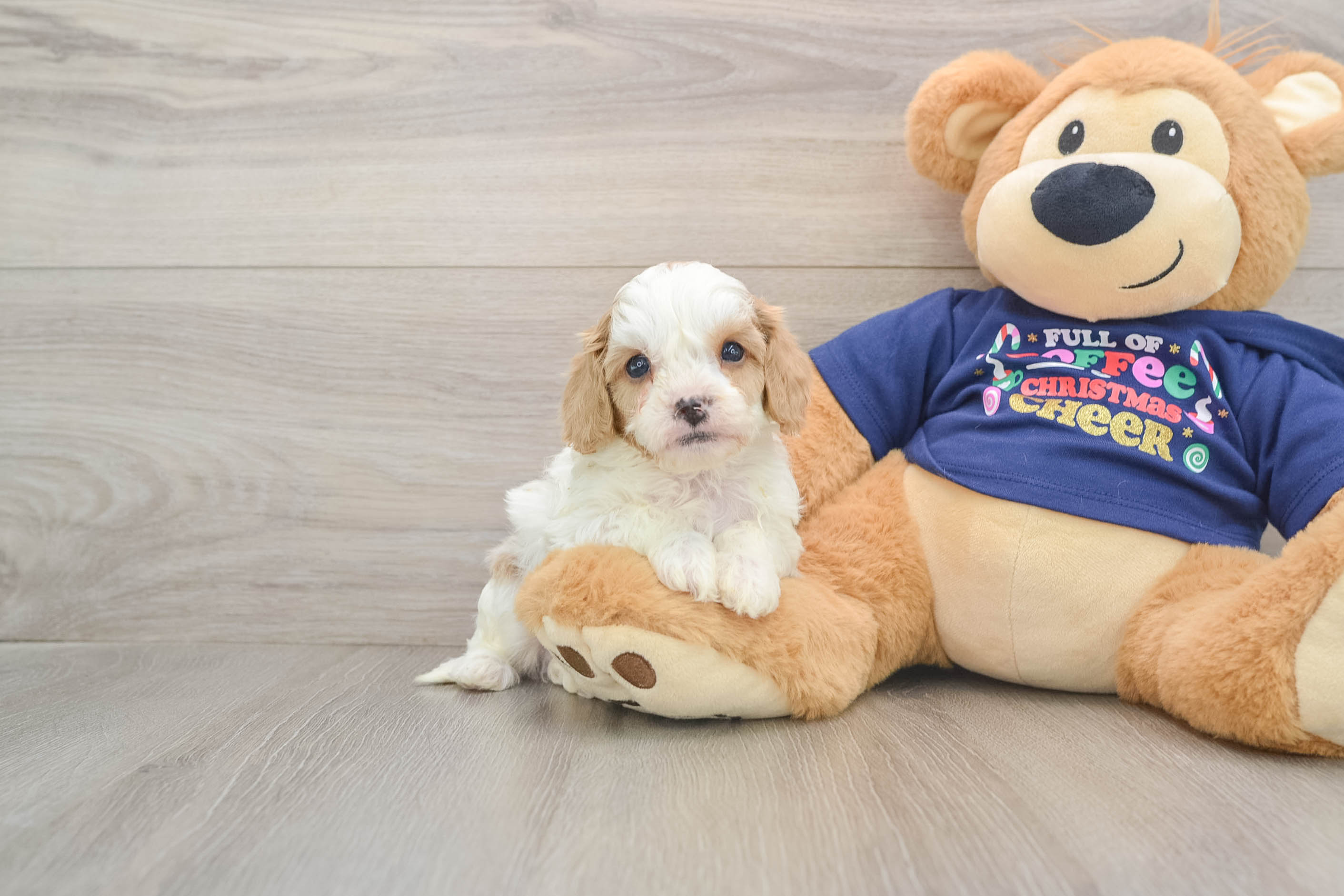 Smart Cavapoo Poodle Mix Pup