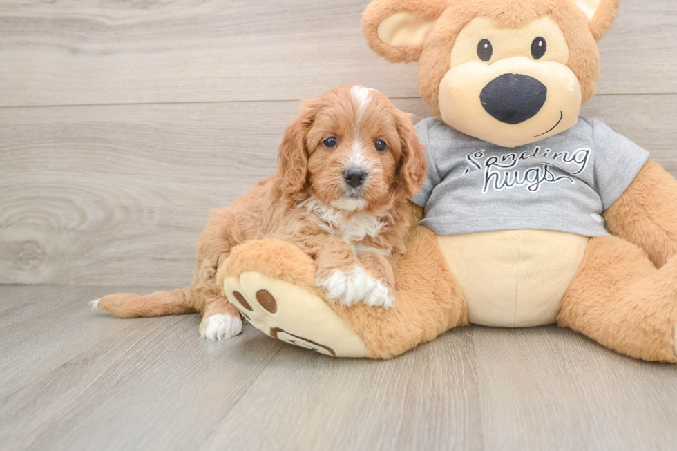 Petite Cavapoo Poodle Mix Pup