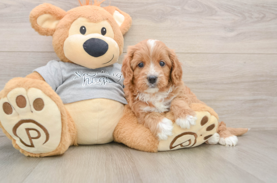 Happy Cavapoo Baby