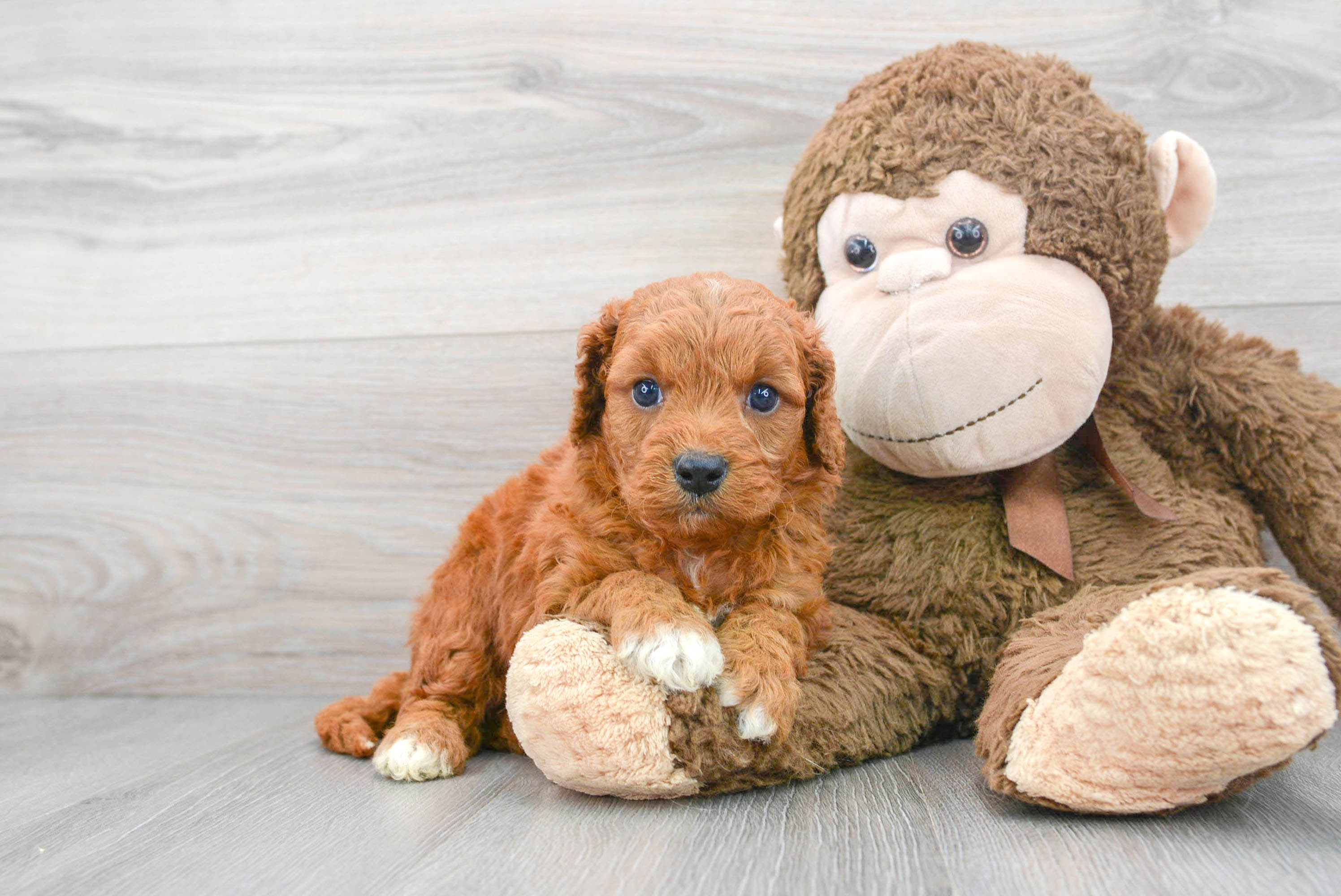 Fluffy Cavapoo Poodle Mix Pup