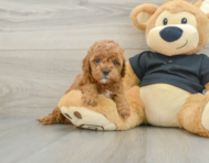 7 week old Cavapoo Puppy For Sale - Puppy Love PR