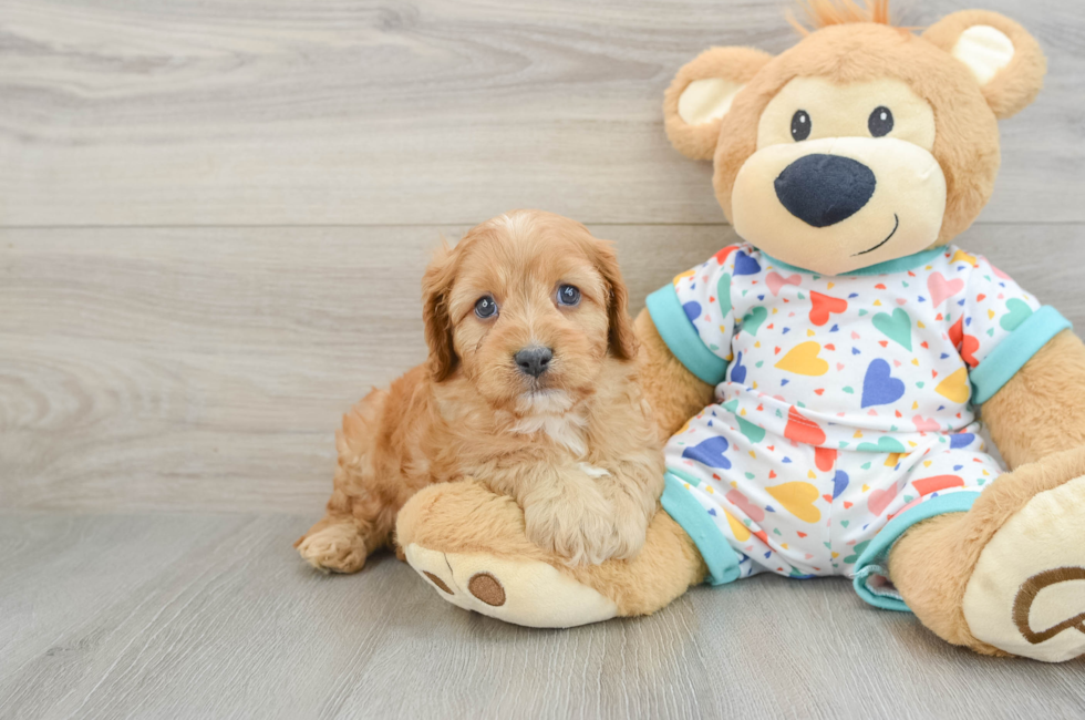 6 week old Cavapoo Puppy For Sale - Puppy Love PR