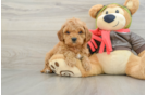 Fluffy Cavapoo Poodle Mix Pup