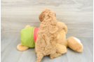 Best Cavapoo Baby