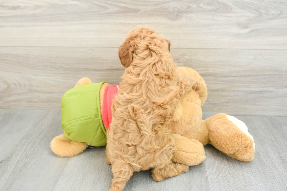 Best Cavapoo Baby