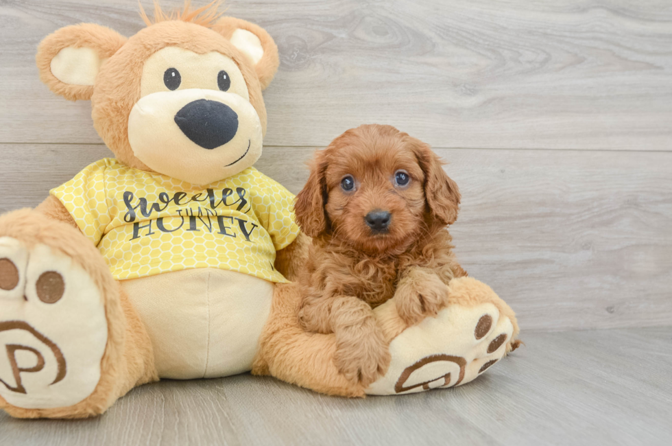 8 week old Cavapoo Puppy For Sale - Puppy Love PR