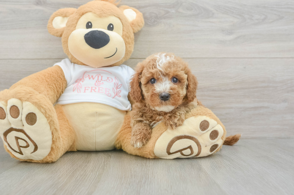 5 week old Cavapoo Puppy For Sale - Puppy Love PR