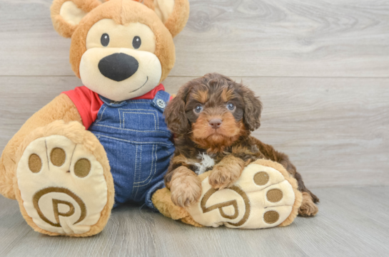 Friendly Cavapoo Baby