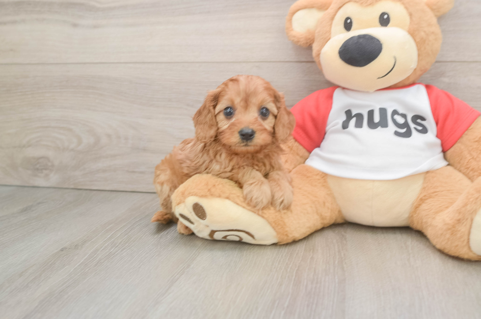 6 week old Cavapoo Puppy For Sale - Puppy Love PR