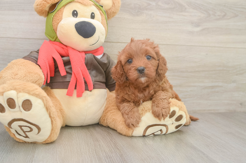 5 week old Cavapoo Puppy For Sale - Puppy Love PR