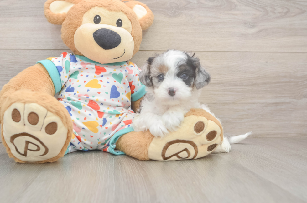 5 week old Cavapoo Puppy For Sale - Puppy Love PR