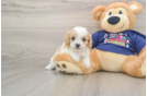Small Cavapoo Baby