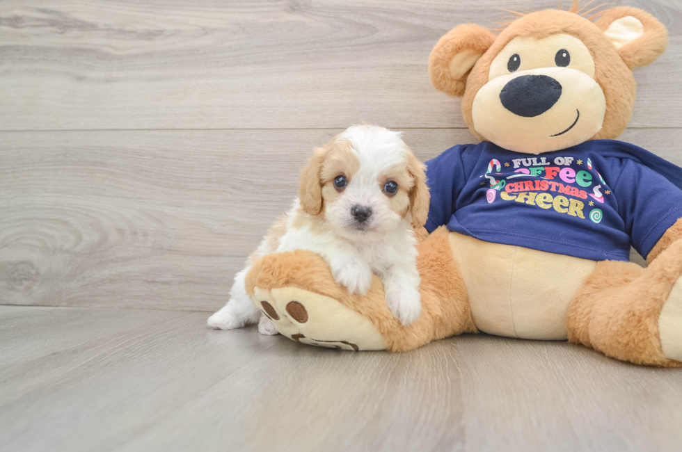 6 week old Cavapoo Puppy For Sale - Puppy Love PR