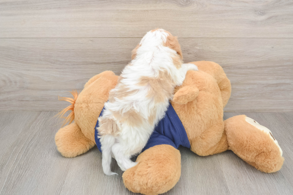 Cavapoo Puppy for Adoption