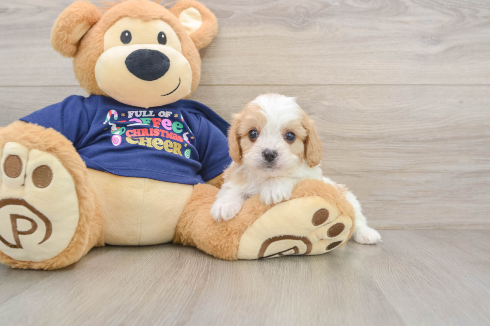 Cavapoo Pup Being Cute