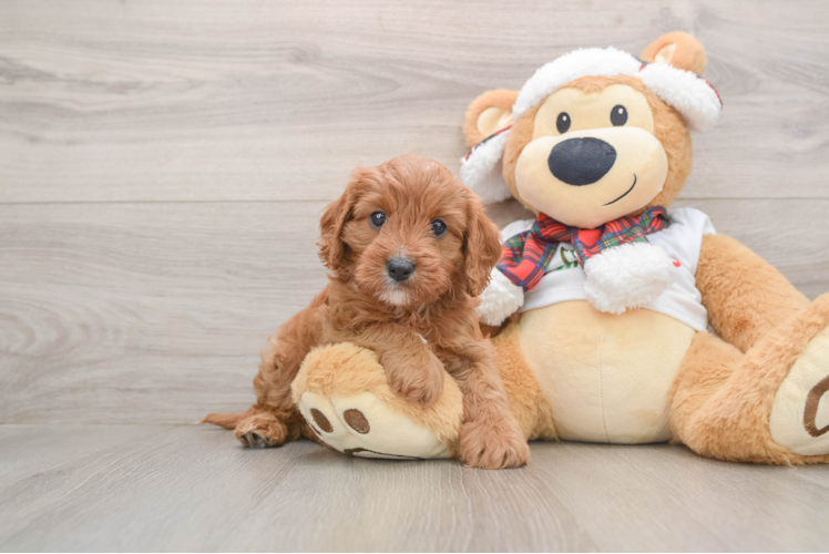 Petite Cavapoo Poodle Mix Pup