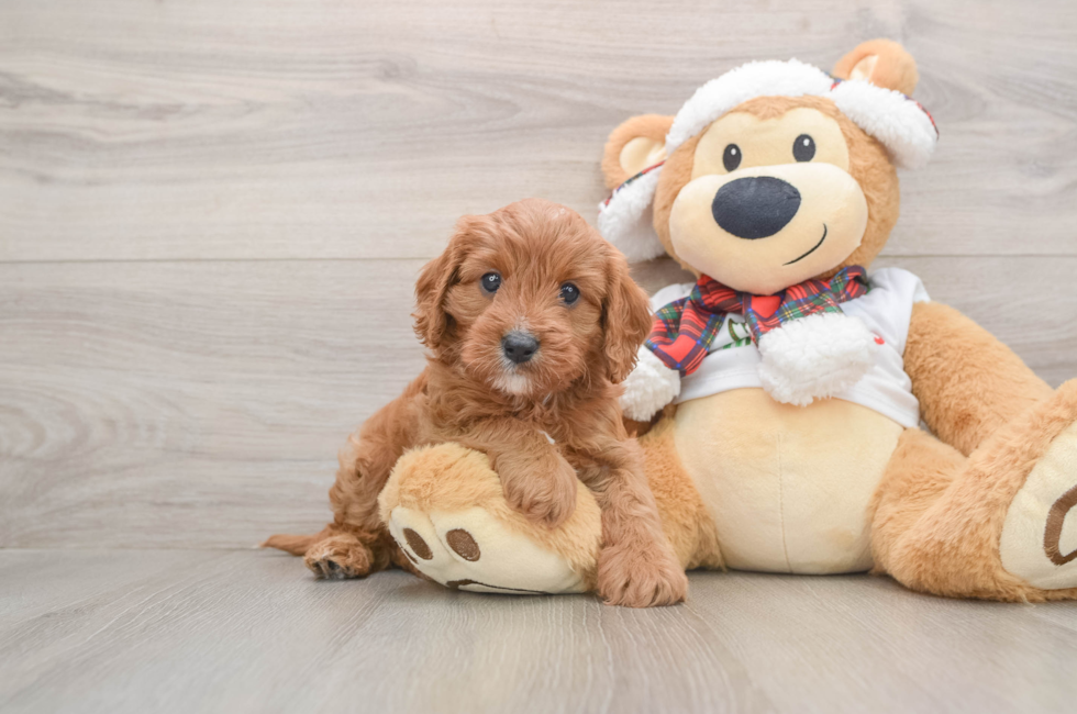 5 week old Cavapoo Puppy For Sale - Puppy Love PR
