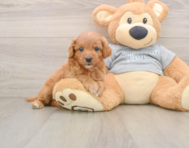 8 week old Cavapoo Puppy For Sale - Puppy Love PR