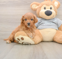 9 week old Cavapoo Puppy For Sale - Puppy Love PR