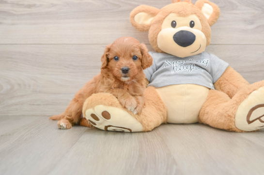 Small Cavapoo Baby