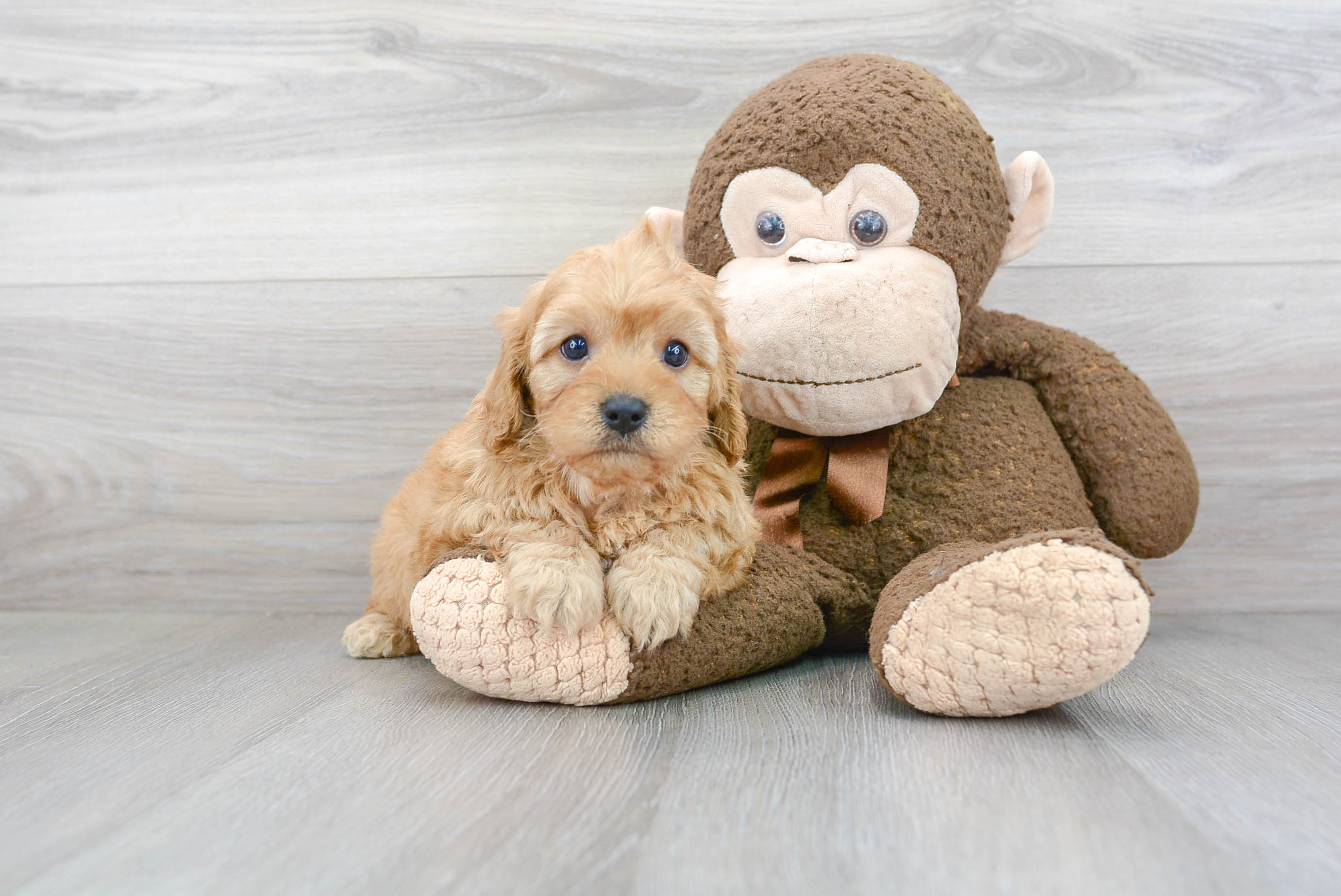 Cavapoo Puppy for Adoption