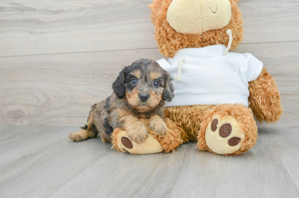 6 week old Cavapoo Puppy For Sale - Puppy Love PR