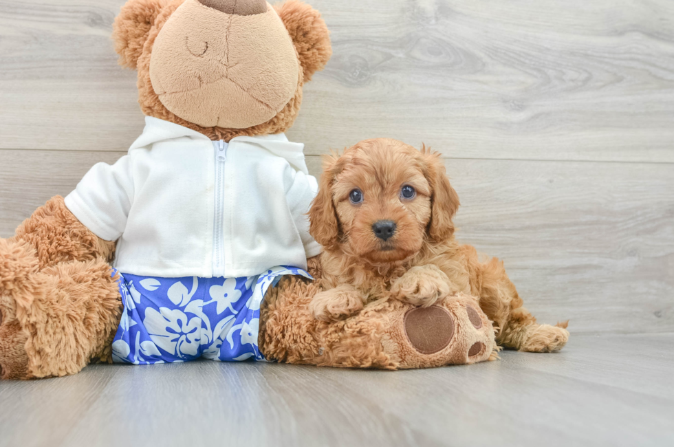 6 week old Cavapoo Puppy For Sale - Puppy Love PR