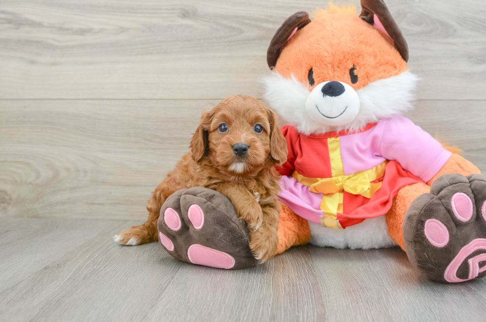 5 week old Cavapoo Puppy For Sale - Puppy Love PR