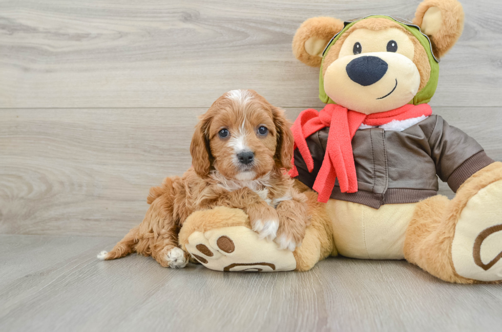 6 week old Cavapoo Puppy For Sale - Puppy Love PR