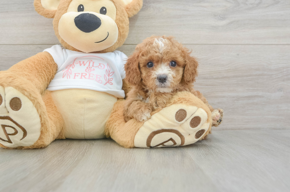 5 week old Cavapoo Puppy For Sale - Puppy Love PR