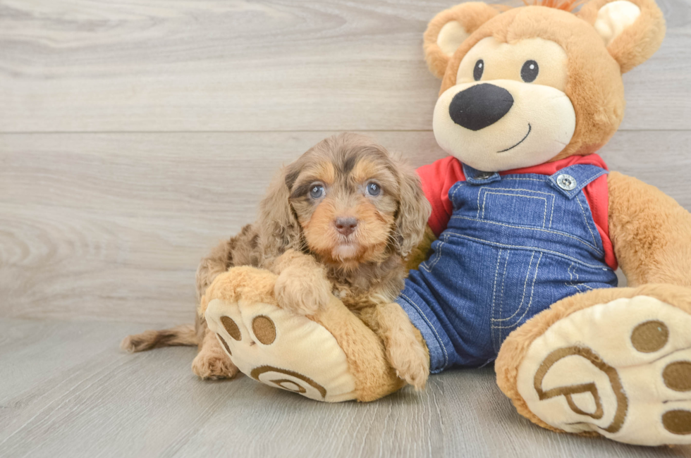 5 week old Cavapoo Puppy For Sale - Puppy Love PR