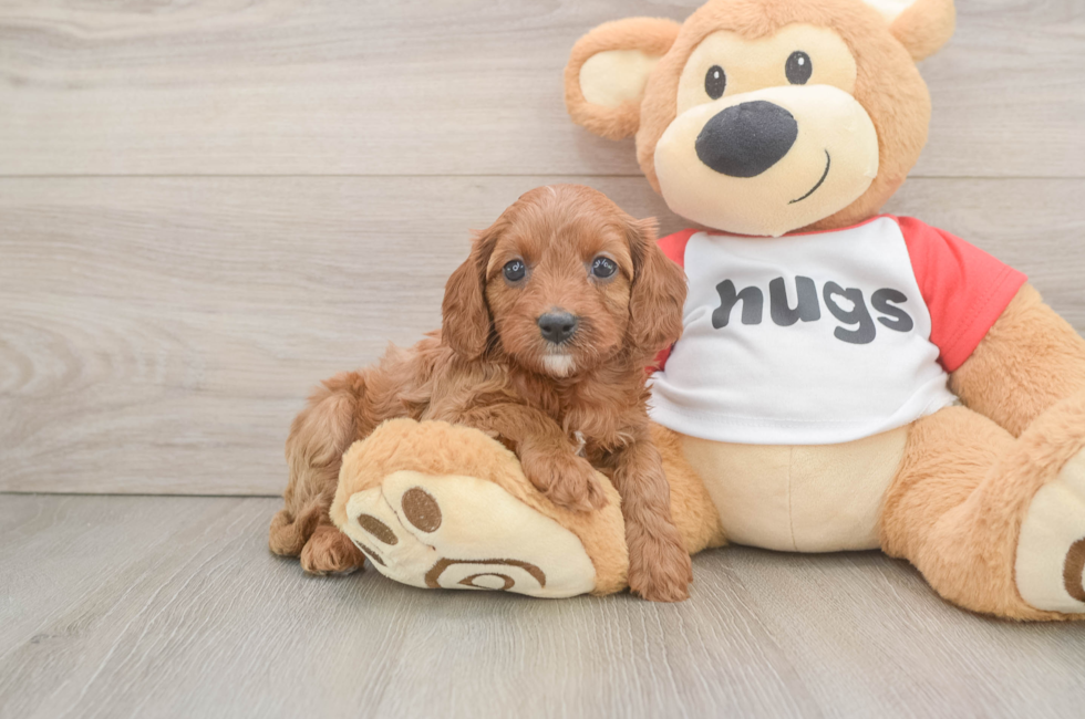 6 week old Cavapoo Puppy For Sale - Puppy Love PR