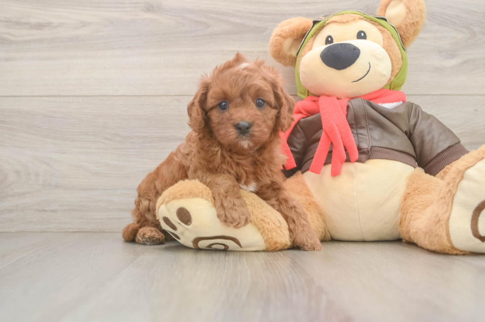 5 week old Cavapoo Puppy For Sale - Puppy Love PR