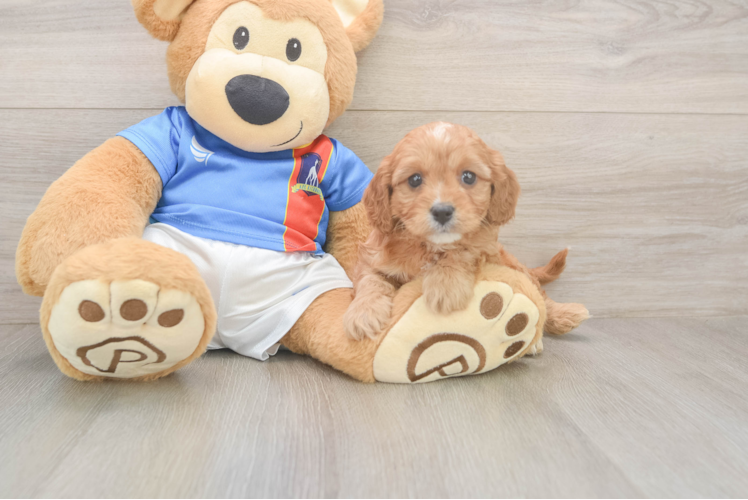 Best Cavapoo Baby