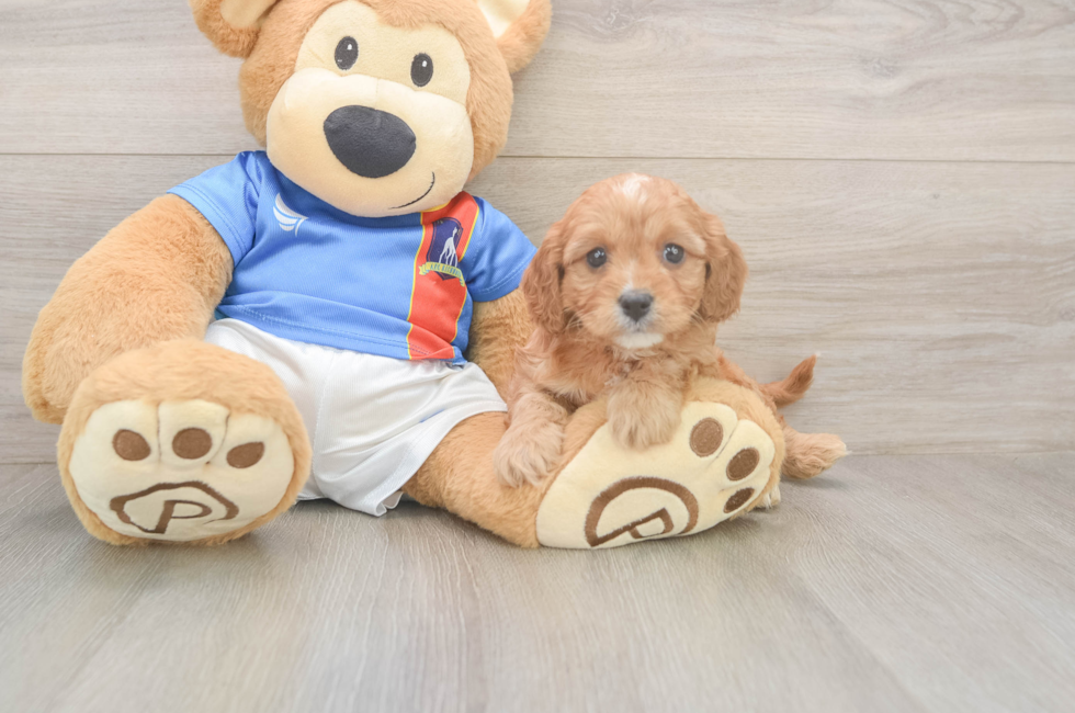 5 week old Cavapoo Puppy For Sale - Puppy Love PR