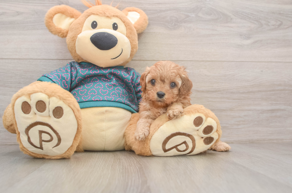 5 week old Cavapoo Puppy For Sale - Puppy Love PR