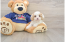 Cavapoo Puppy for Adoption