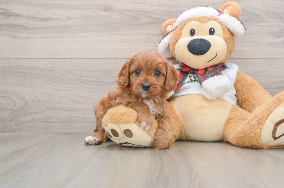 5 week old Cavapoo Puppy For Sale - Puppy Love PR