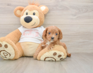 7 week old Cavapoo Puppy For Sale - Puppy Love PR