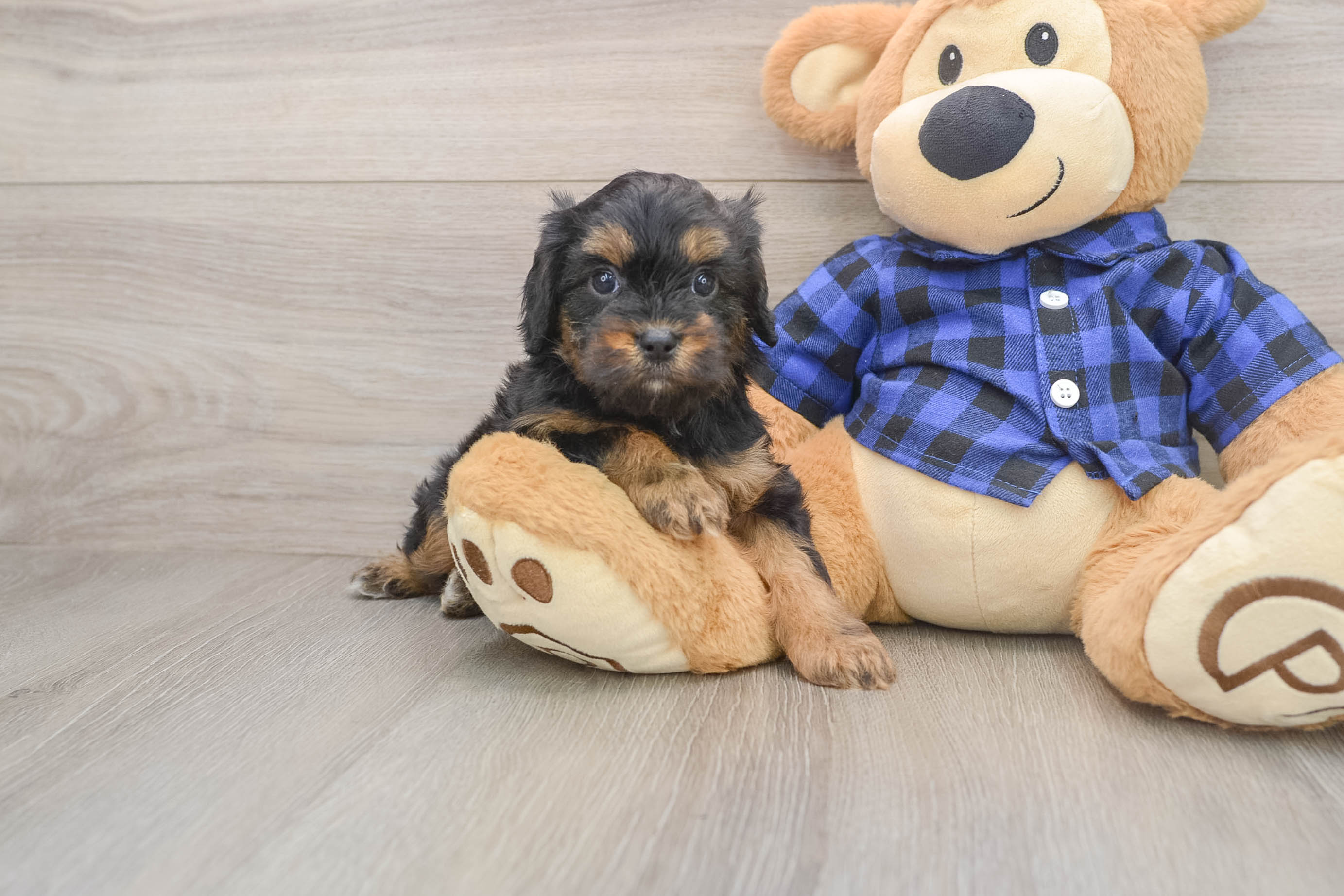 Funny Cavapoo Poodle Mix Pup