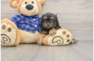 Petite Cavapoo Poodle Mix Pup