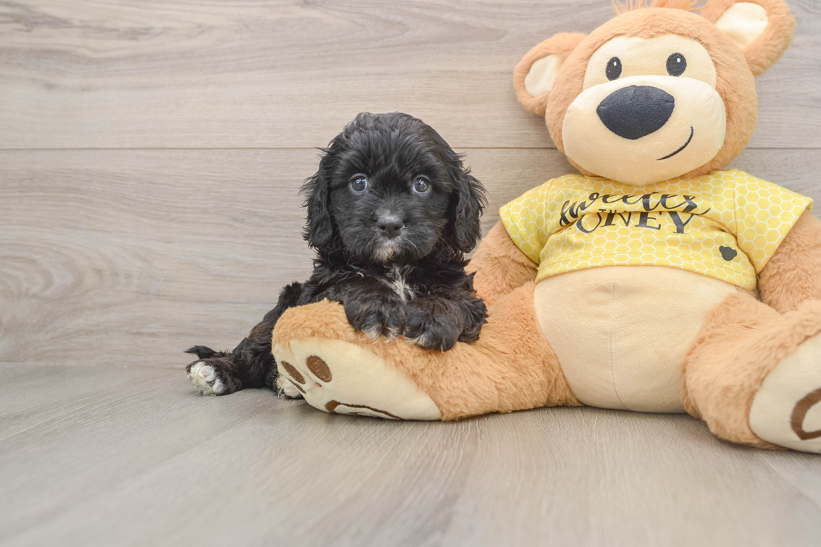 Happy Cavapoo Baby