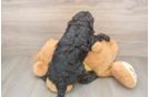 Cavapoo Pup Being Cute