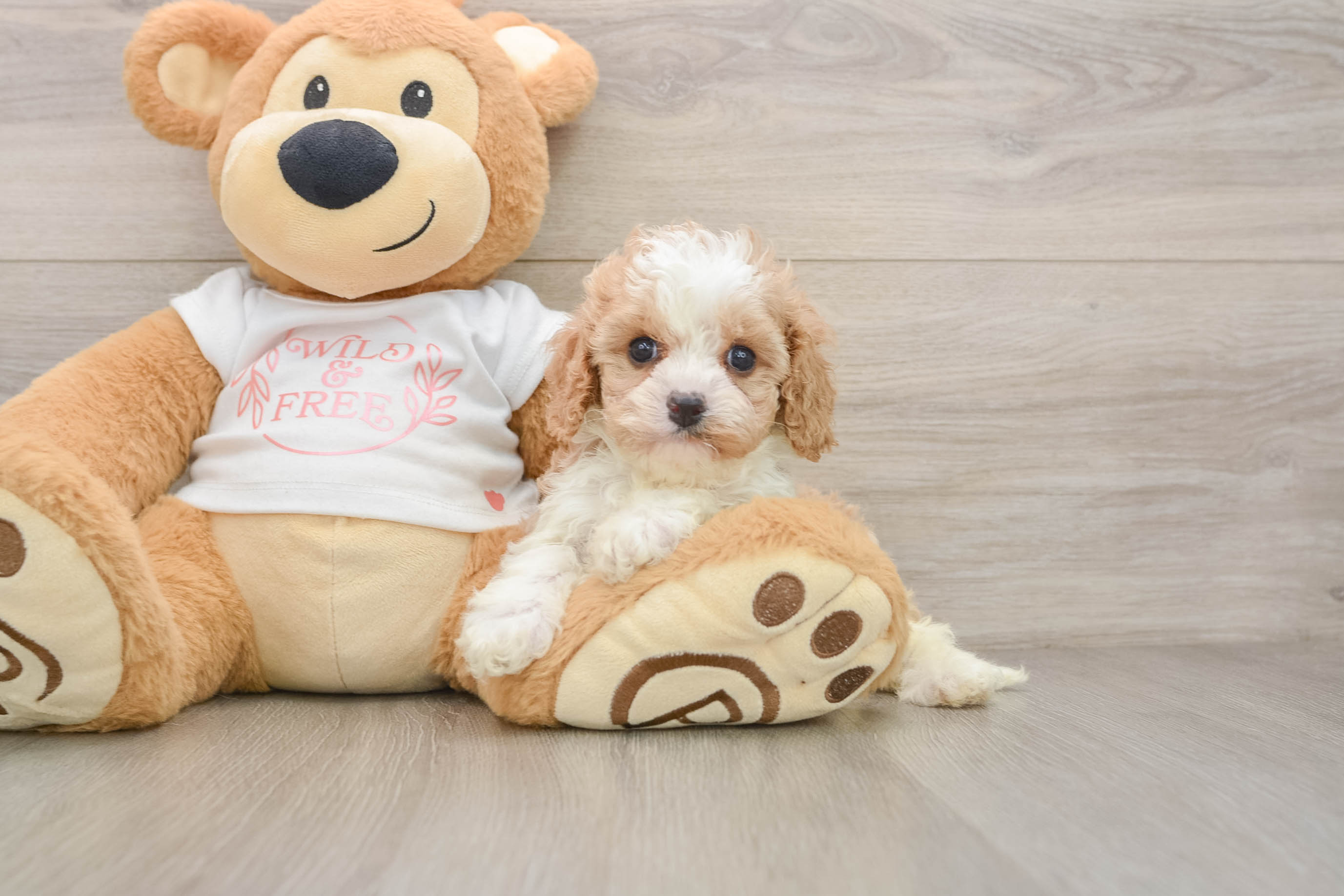 Cavapoo Pup Being Cute