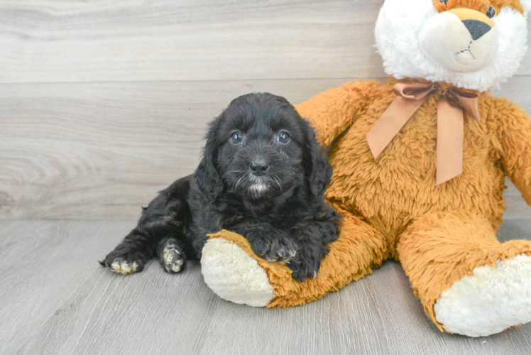 Meet Flora - our Cavapoo Puppy Photo 1/2 - Puppy Love PR Cute Cavapoo Baby