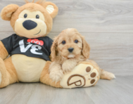 8 week old Cavapoo Puppy For Sale - Puppy Love PR