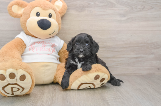 Smart Cavapoo Poodle Mix Pup